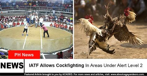 IATF allows cockfighting activities in alert level 2 areas.